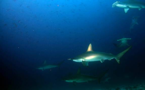 Tubarões em mergulho em Darwin, em Galápagos (foto de Hnning Abheiden)